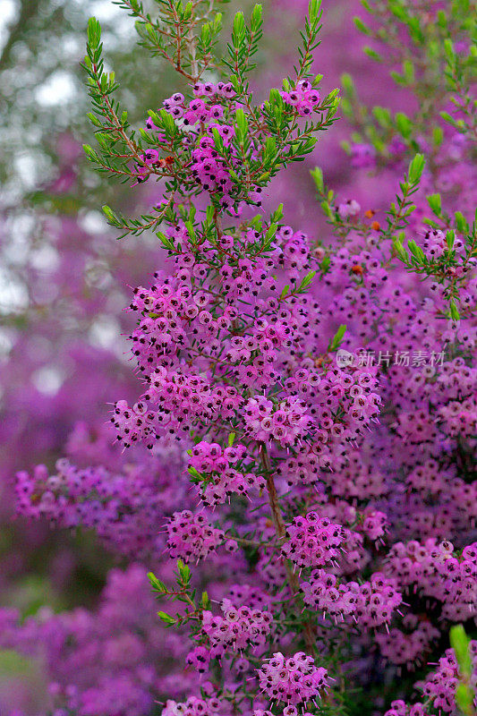 Erica cananaliculata / Channeled Heath /靶心设计Erica / Janome Erica